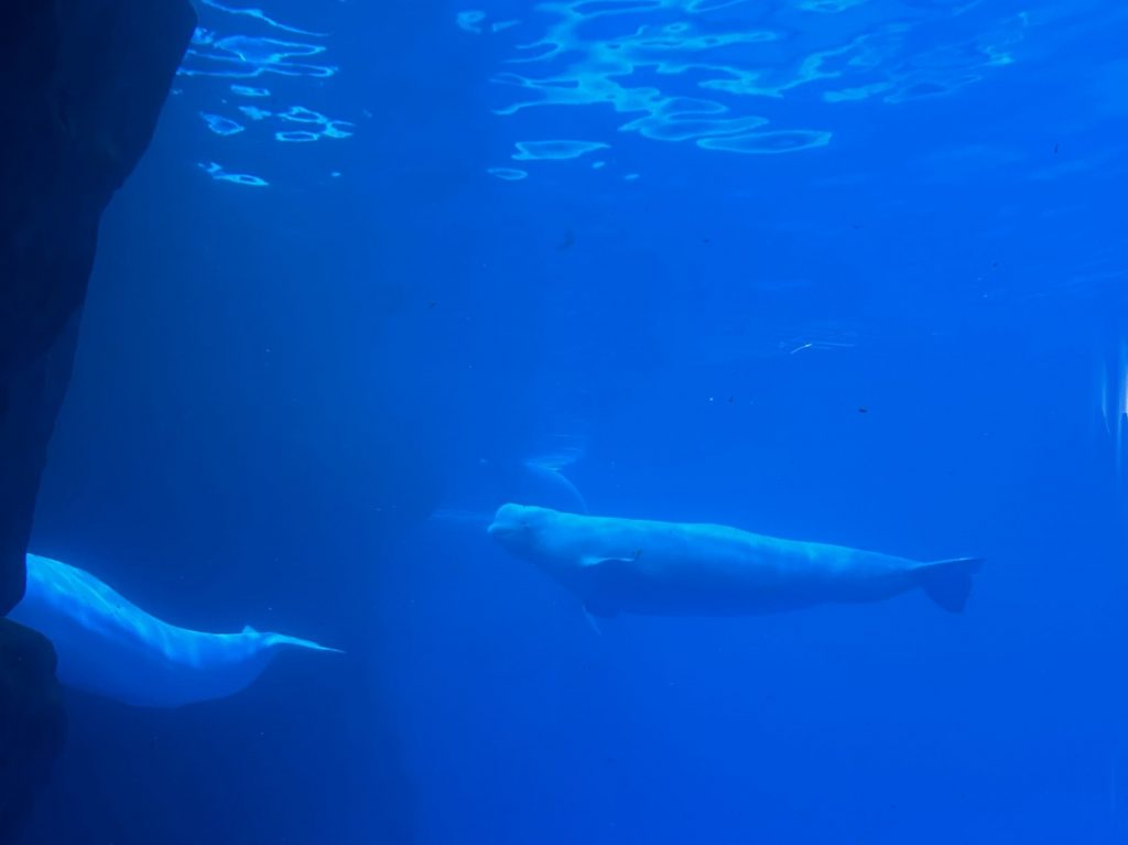 photo of beluga whales under water