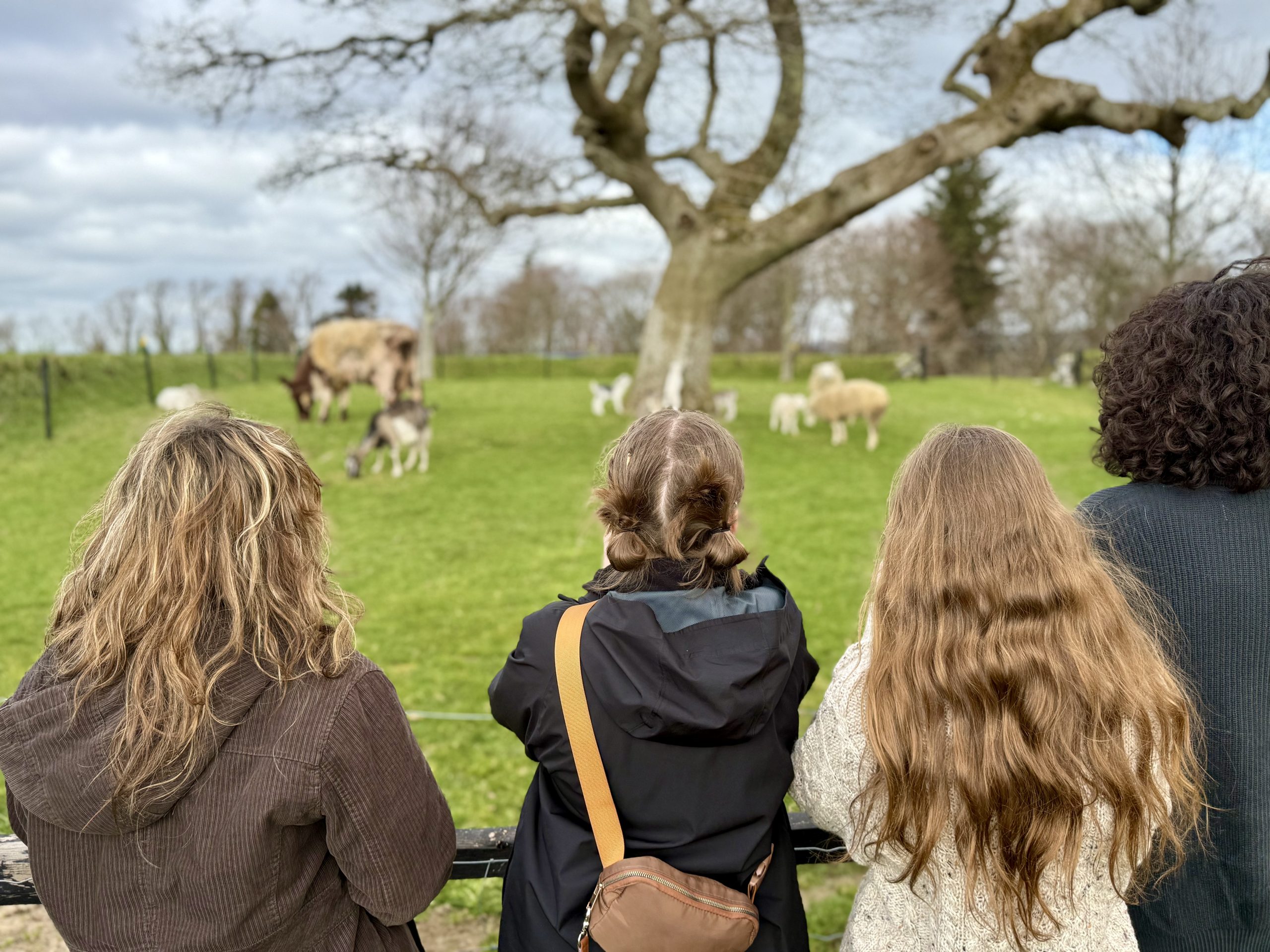 Students watching animals at Muckross farm